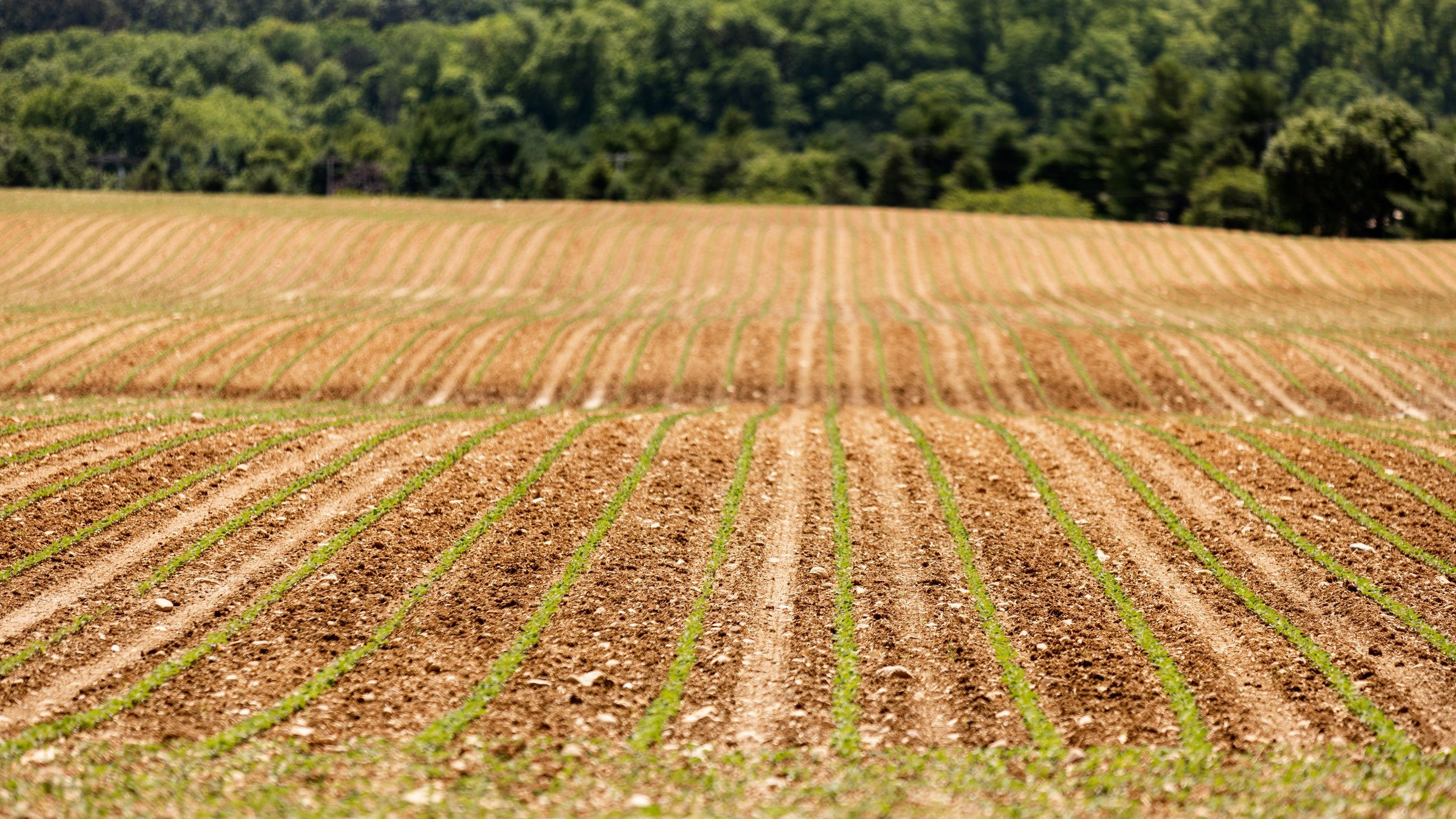 Where Pa. governor candidates Mastriano, Shapiro stand on rural issues