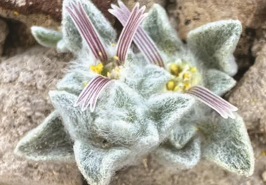 New plant species 'Wooly Devil' discovered in Big Bend National Park