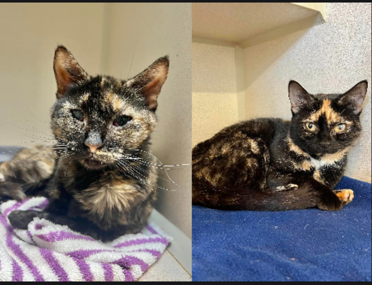 Cats who was rescued from a bug-infested apartment in New Jersey on Nov. 1, 2023.