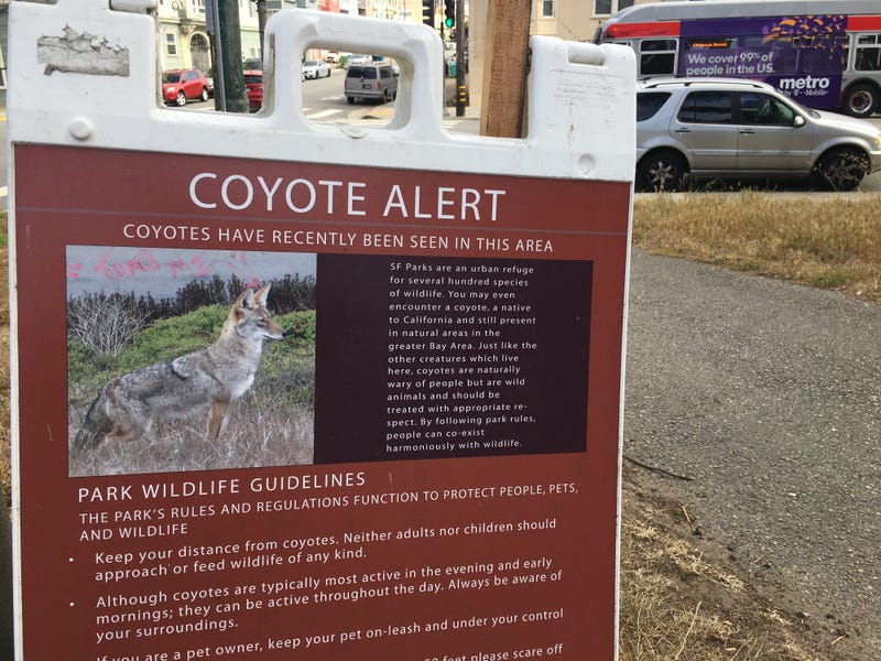 A sign in Golden Gate Park on July 17, 2019 warns that coyotes have recently been seen in the area.