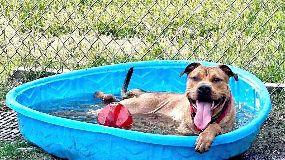 Volunteers helping keep dogs cool at Chicago animal shelter