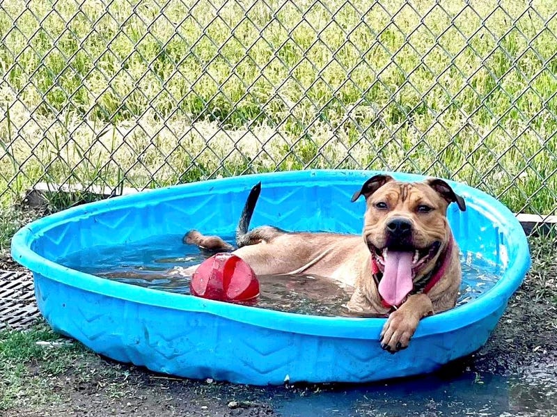 Chicago Animal Care and Control