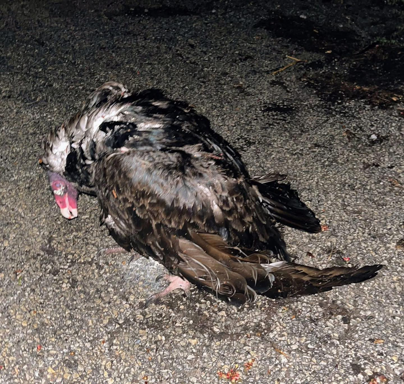 Flint Creek Wildlife Rehabilitation