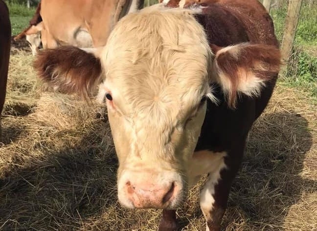 As rescuers work to corral 2-ton steer in Oakland County, questions over animal’s escape remain
