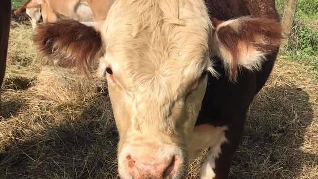 Lester's on the loose! As rescuers work to corral 2-ton steer in Oakland County, questions over animal's escape remain