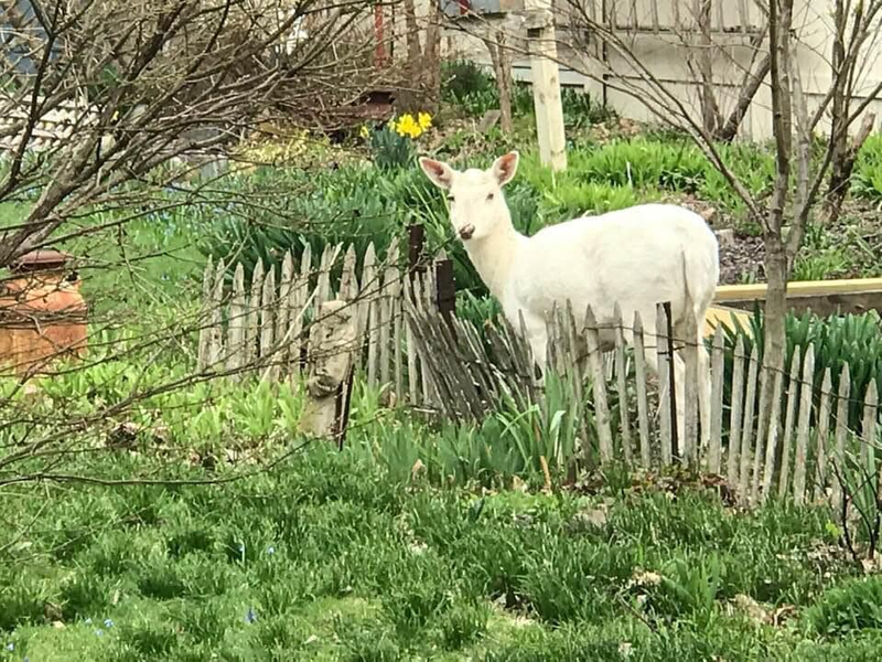 albino deer