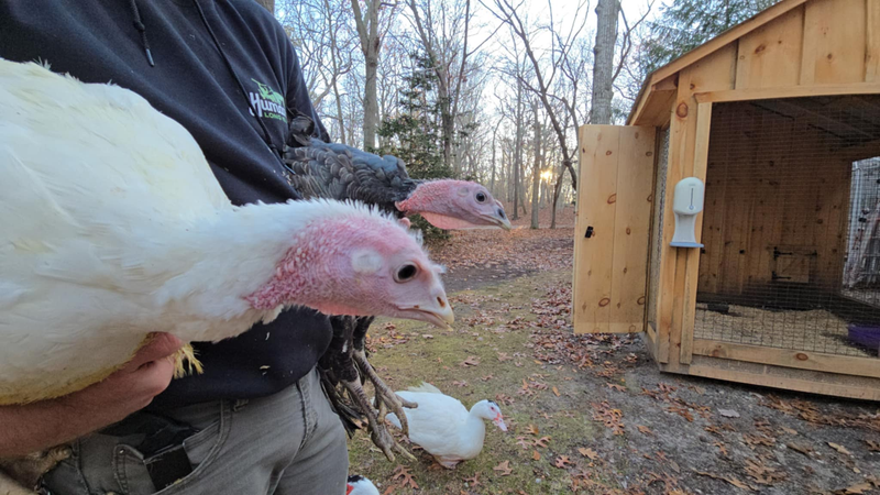 Humane Long Island saved two baby turkeys, three-months-old, from a NYC slaughter market ahead of Thanksgiving.
