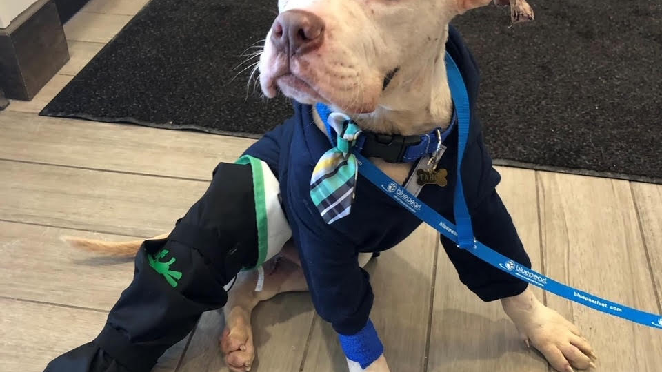 Puppy thrown from speeding car during police chase, community raises $20,000 in a day