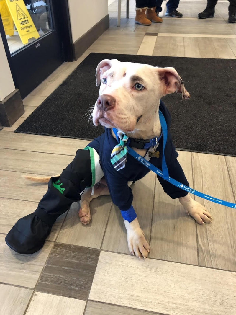 Taho the pitbull puppy. 