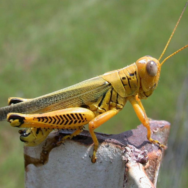 St. Urho supposed chased grasshoppers from Finland