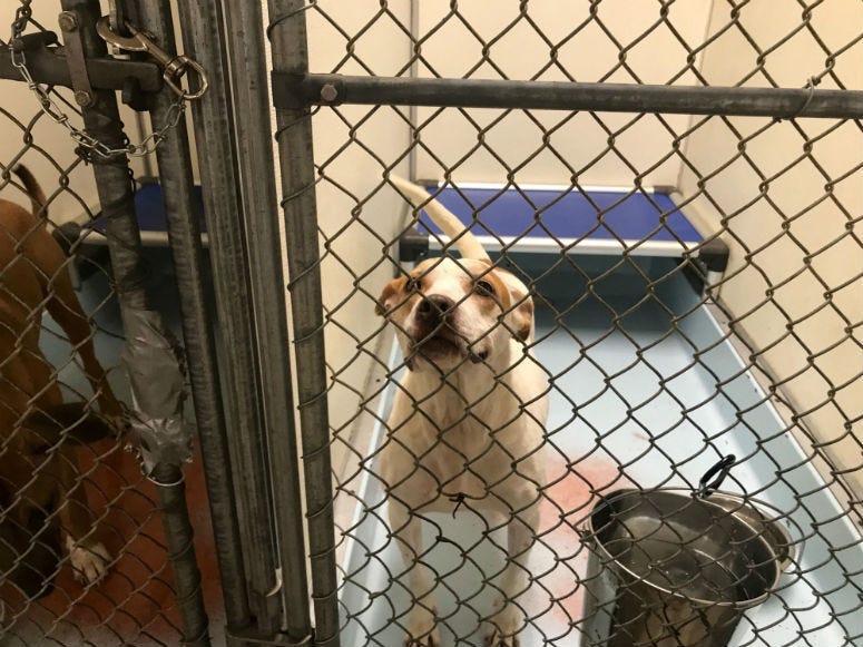 Following an outbreak of a deadly canine upper respiratory virus, Philadelphia's only open intake animal shelter is fully operational again after being closed for three weeks.