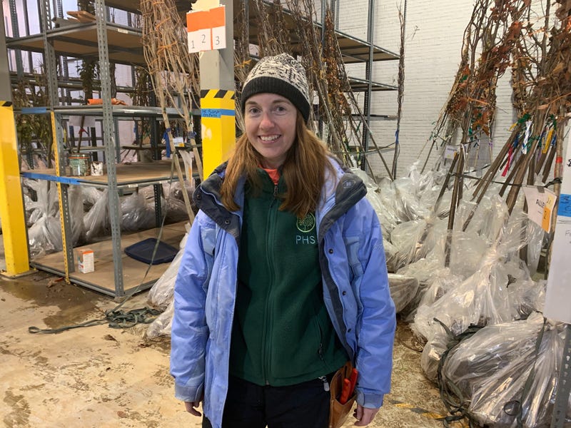 Dana Dentice, Pennsylvania Horticultural Society urban forestry program manager, poses with trees to be planted over the weekend.