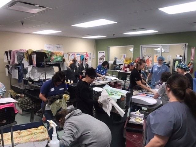 ACCT Philly held a weekend Trap-Neuter-Return clinic, spaying, neutering, and vaccinating close to 300 cats.