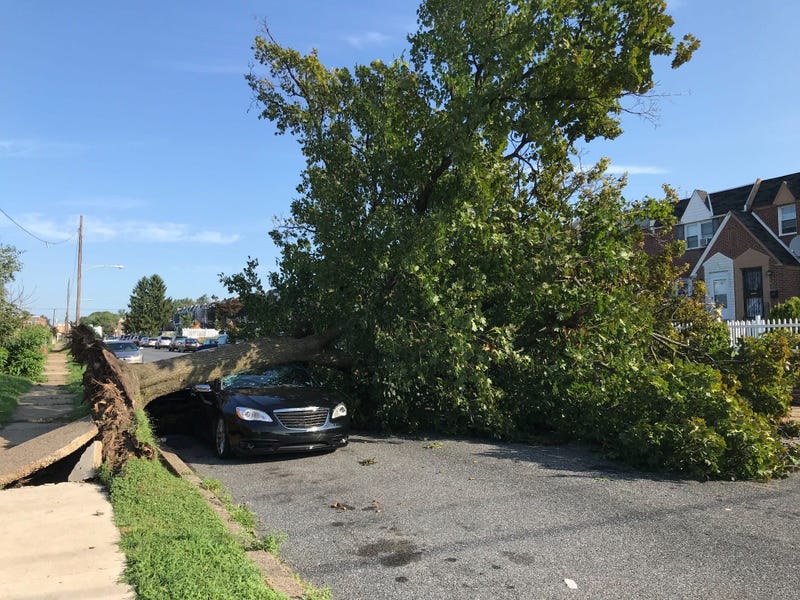 On Hellerman Street near Summerdale Avenue in the Oxford Circle section of Northeast Philly, a huge tree fell onto a single car.