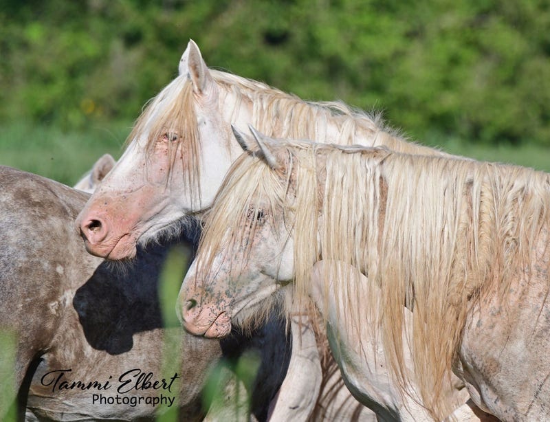 Wild horses in Missouri