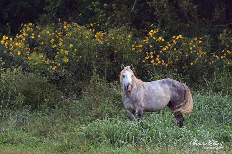Wild horses in Missouri