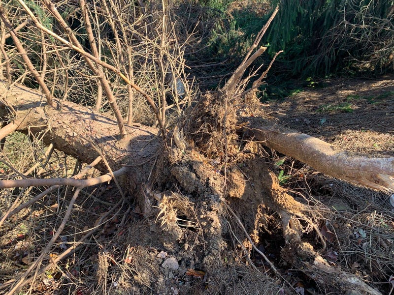A tree uprooted by the EF2 tornado that struck the Cobblestones at Thornbury development in Glen Mills Thursday night.