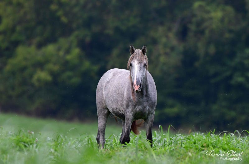 Wild horses in Missouri