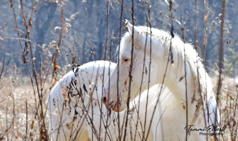 Wild horses in Missouri