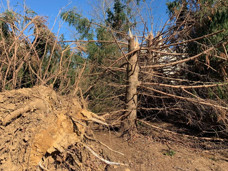 Tress shattered and uprooted by the EF2 tornado that struck the Cobblestones at Thornbury development in Glen Mills Thursday night.