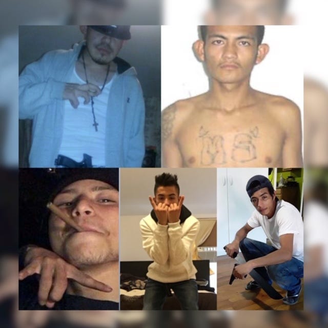 MS 13 arrest