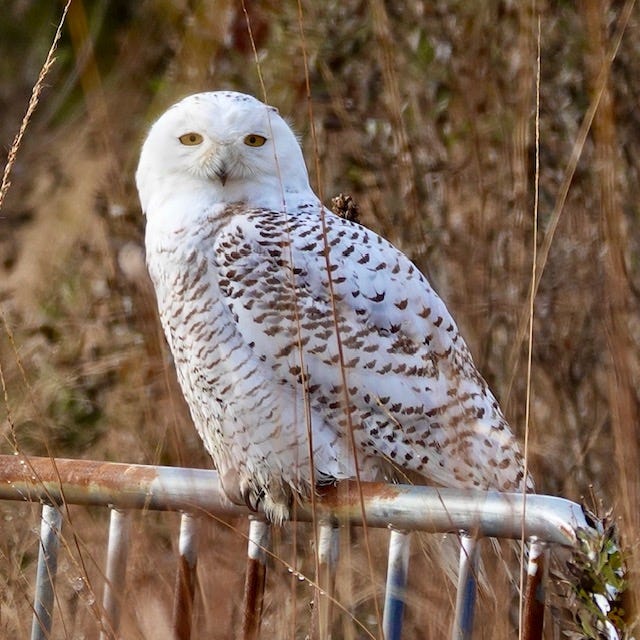 A snowy owl was spotted in Brooklyn over the weekend, a rare sight for birders in New York City.