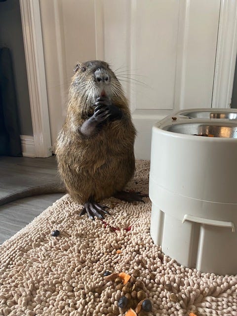 Neuty eats fruits and veggies from a dog bowl.