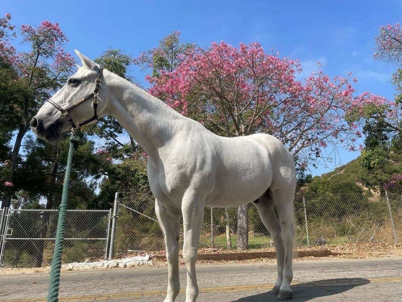 Sherman the horse