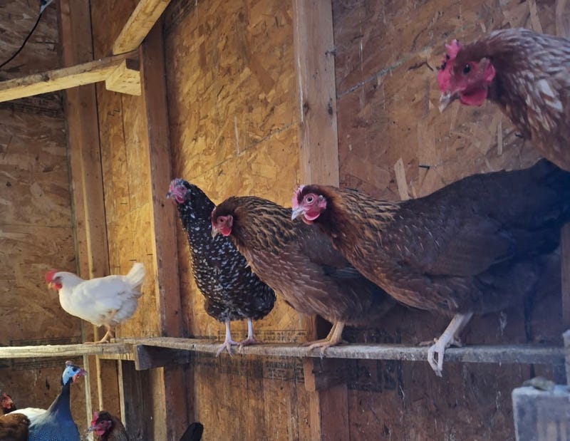 Chicken farm in Hartland, N.Y.