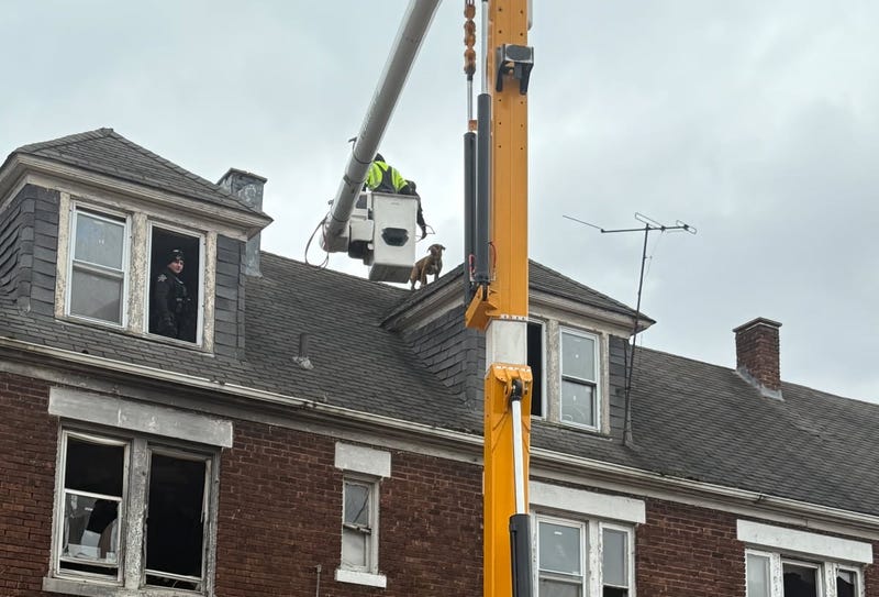 crane rescuing dog