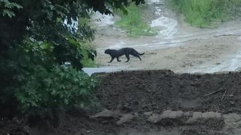 Big cat sighting in Northern Michigan prompts DNR investigation
