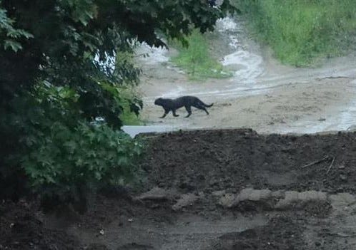The DNR said they are looking into images of a large black cat with a long tail captured by a photographer during a 5K race southwest of Traverse City on Saturday.