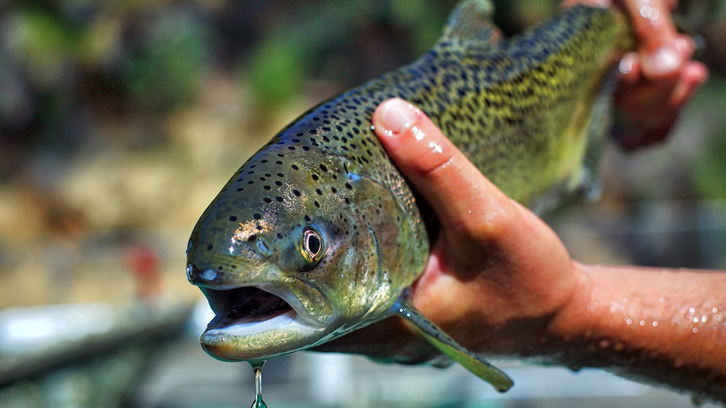 Ambitious federal plan to save California salmon seeks funding