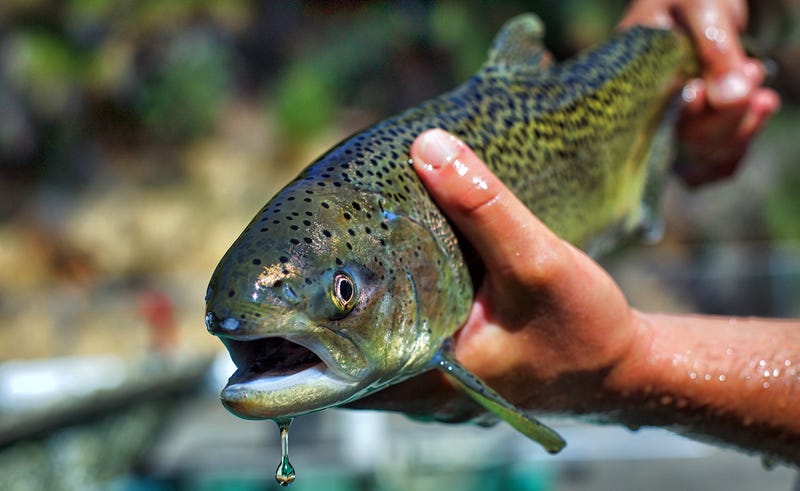 An ambitious plan to save California salmon in the Central Valley was approved under Obama and stalled under Trump. Now, the project is seeking more funding.