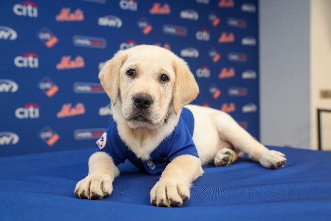 An 11-week-old Lab and Golden Retreiver mix is being raised by the Amazin' Mets Foundation and America's VetDogs in a collaboration betweent the organizations.