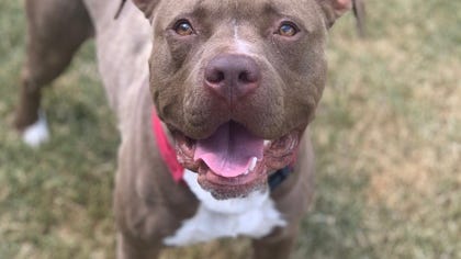Adoptable Pet Pals: Meet Frito