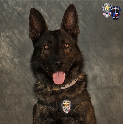K-9 Officer Kozmo