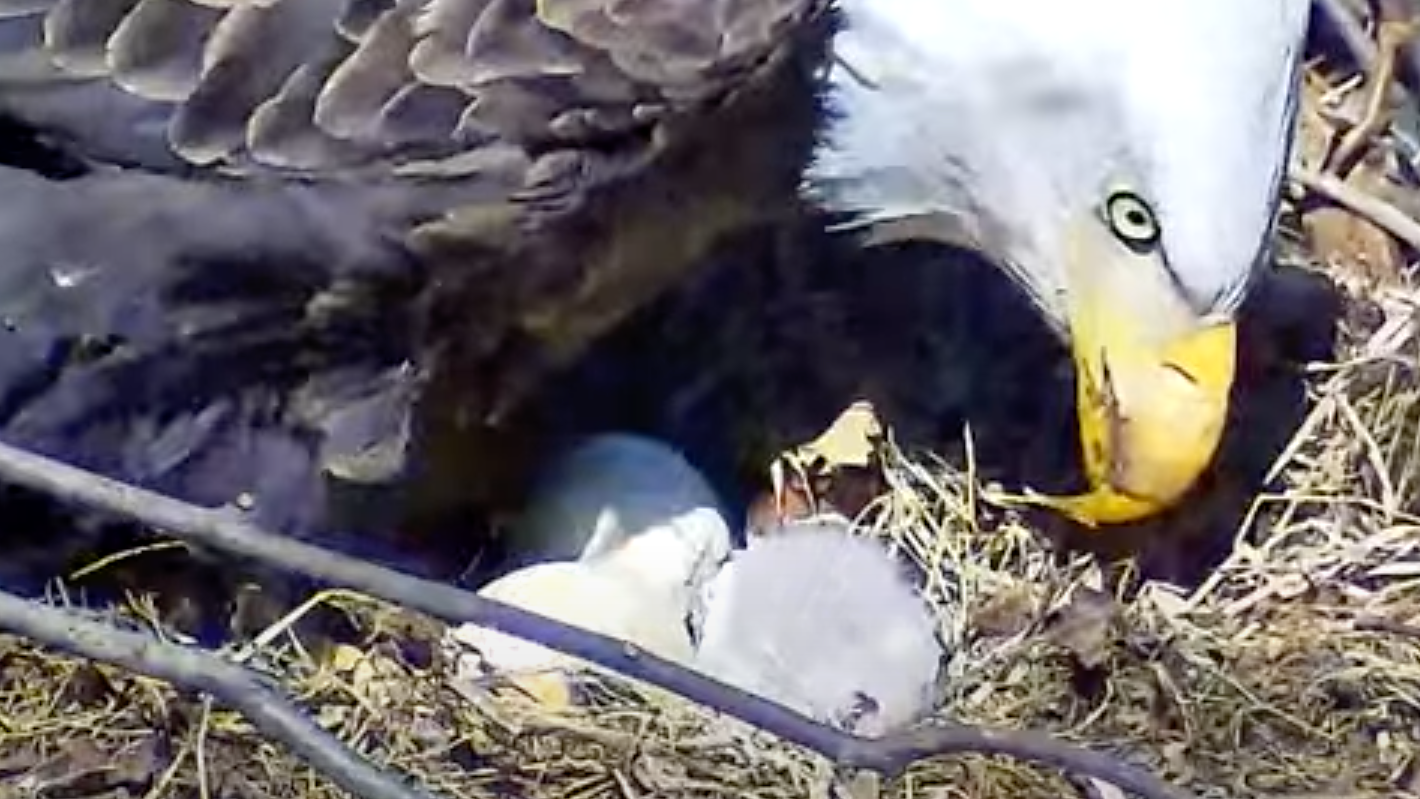 First eaglet of 2023 hatches in Hays nest