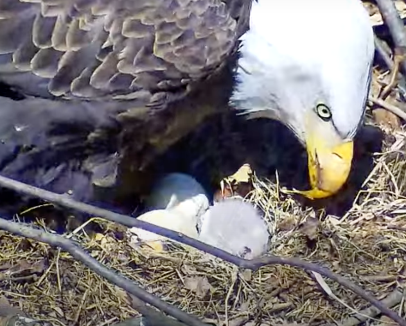 Hays Bald Eagle cam with eaglet