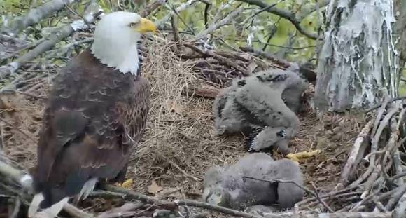 Hays Eagle Cam