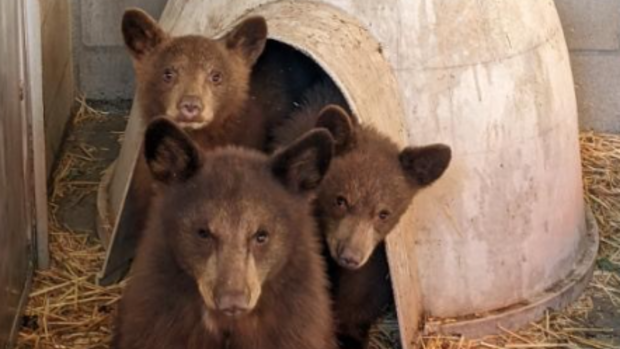 Bear cubs rescued from Inland Empire after their mothers were killed