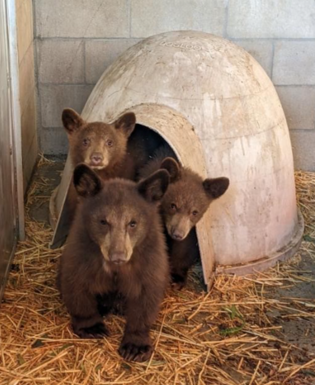 Three orphaned bear cubs found in the Inland Emplire.
