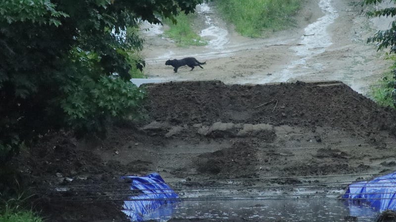 The DNR said they are looking into images of a large black cat with a long tail captured by a photographer during a 5K race southwest of Traverse City on Saturday.