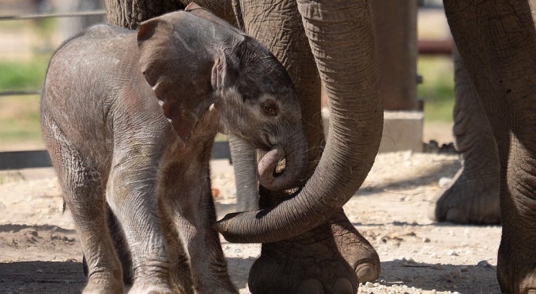 New baby elephant at Sedgwick County Zoo