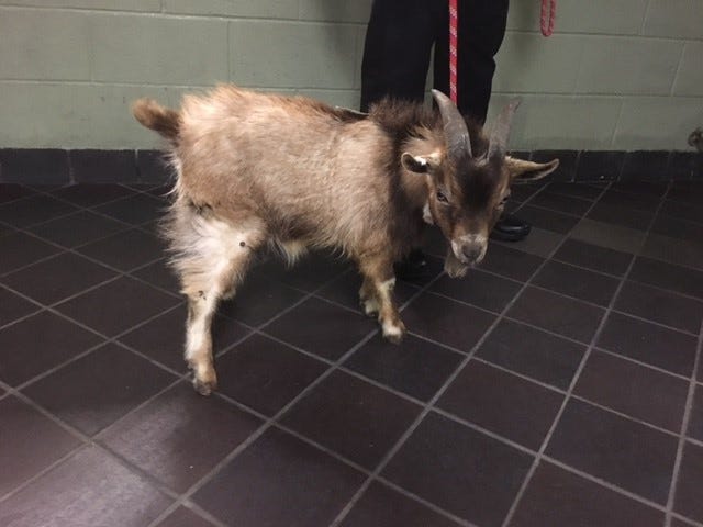 Goat Animal Care Centers of New York