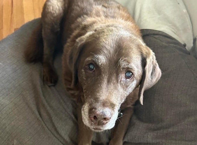 Trixie, Mike Bleser's chocolate labrador retriever. Bleser said he's been walking Trixie with a muzzle to keep her from eating too many cicadas, after he had to bring Trixie to an emergency veterinary clinic twice.