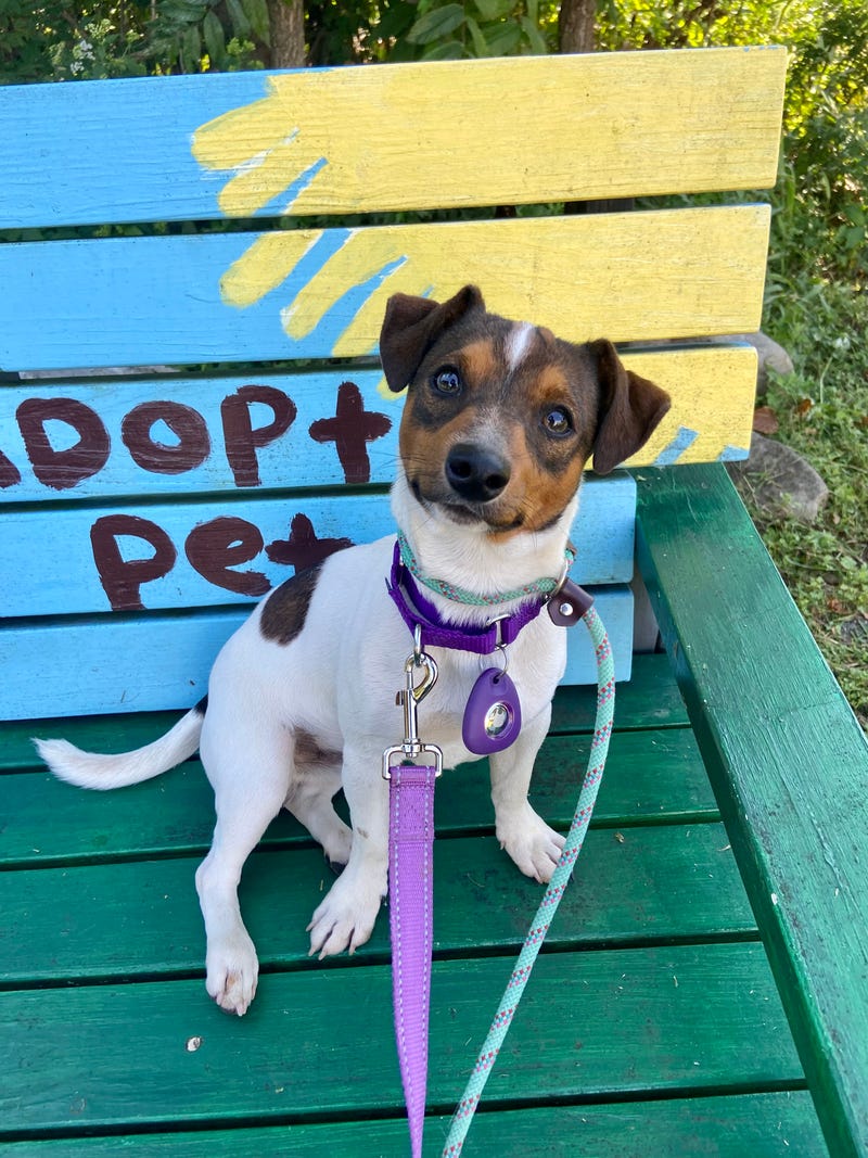 'Monkey' the Jack Russell terrier was rescued after weeks of running on the highways near Newark Liberty International Airport.