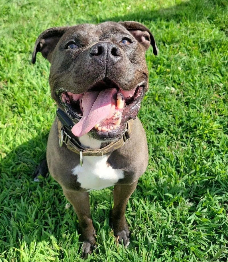 Leo the pit bull has a forever home after a Facebook post went viral