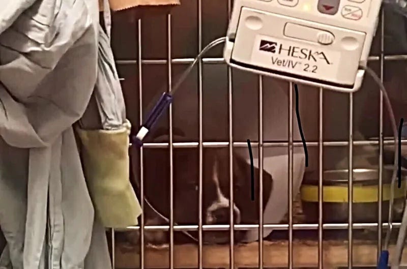 A hospitalized parvo patient receiving care in a veterinary isolation ward Photo credit WWJ's Cassandra Llamas-Fossen