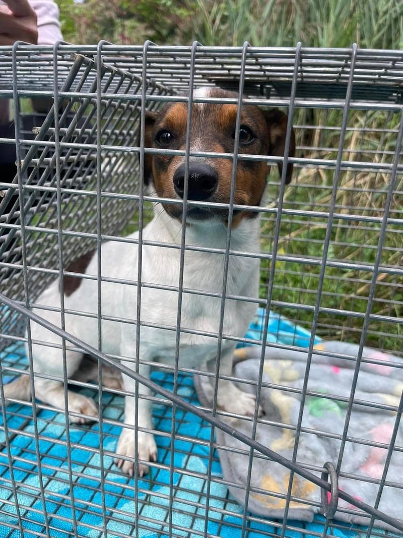 'Monkey' the Jack Russell terrier was rescued after weeks of running on the highways near Newark Liberty International Airport.